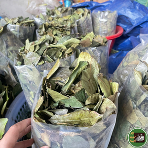 Dried Soursop Leaves Bulk Loose Leaf Organic Non Sugar 100% Black <b>Tea</b> in Plastic Bag for Dry Storage - Product Image 1
