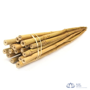 [สินค้าขายดี] เสาไม้ไผ่ตงกินจากฟาร์มบลูโลตัส สำหรับค้ำยันต้นไม้ทางการเกษตร วัสดุก่อสร้าง วัสดุก่อสร้างจากเวียดนาม - Product Image 1