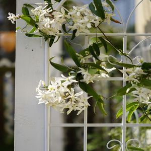Set di 4 Tralicci da Giardino in Metallo Antiruggine Bianco Crema 180 cm x 50 cm Supporto per Fiori da Esterno per Piante Rampicanti - Product Image 6