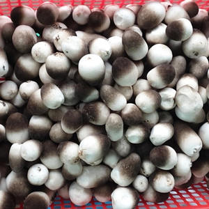 CHAMPIGNON DE PAILLE NATURELLE 100% DE HAUTE QUALITÉ EN GRANDE QUANTITÉ AU MEILLEUR PRIX - Product Image 5