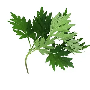 Aceite Esencial Natural Derivado de Hierbas Aromáticas - Aceite Herbal Puro de Artemisia (Artemisia Vulgaris) Destilado al Vapor al por Mayor - Product Image 3