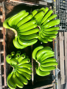 Plátanos Cavendish Frescos de Vietnam – Larga Duración, Calidad de Exportación para Mercados Globales - Product Image 5