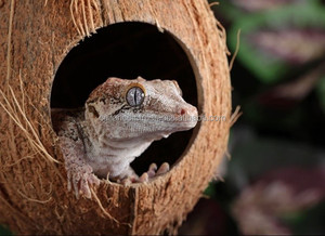 Light <b>Weight</b> Hangable Coconut Shell Hiding Caves for Birds and <b>Small</b> Reptile Terrariums Pet-Safe Durable 100% and Eco-Friendly - Product Image 3