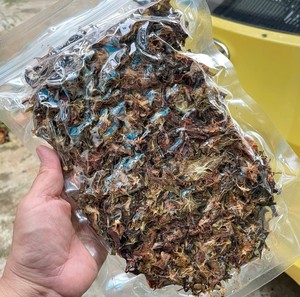 Proveedor Mayorista de Carambola Deshidratada en Rodajas, Exportación a Granel de Fruta Estrella Seca de Vietnam - Product Image 4