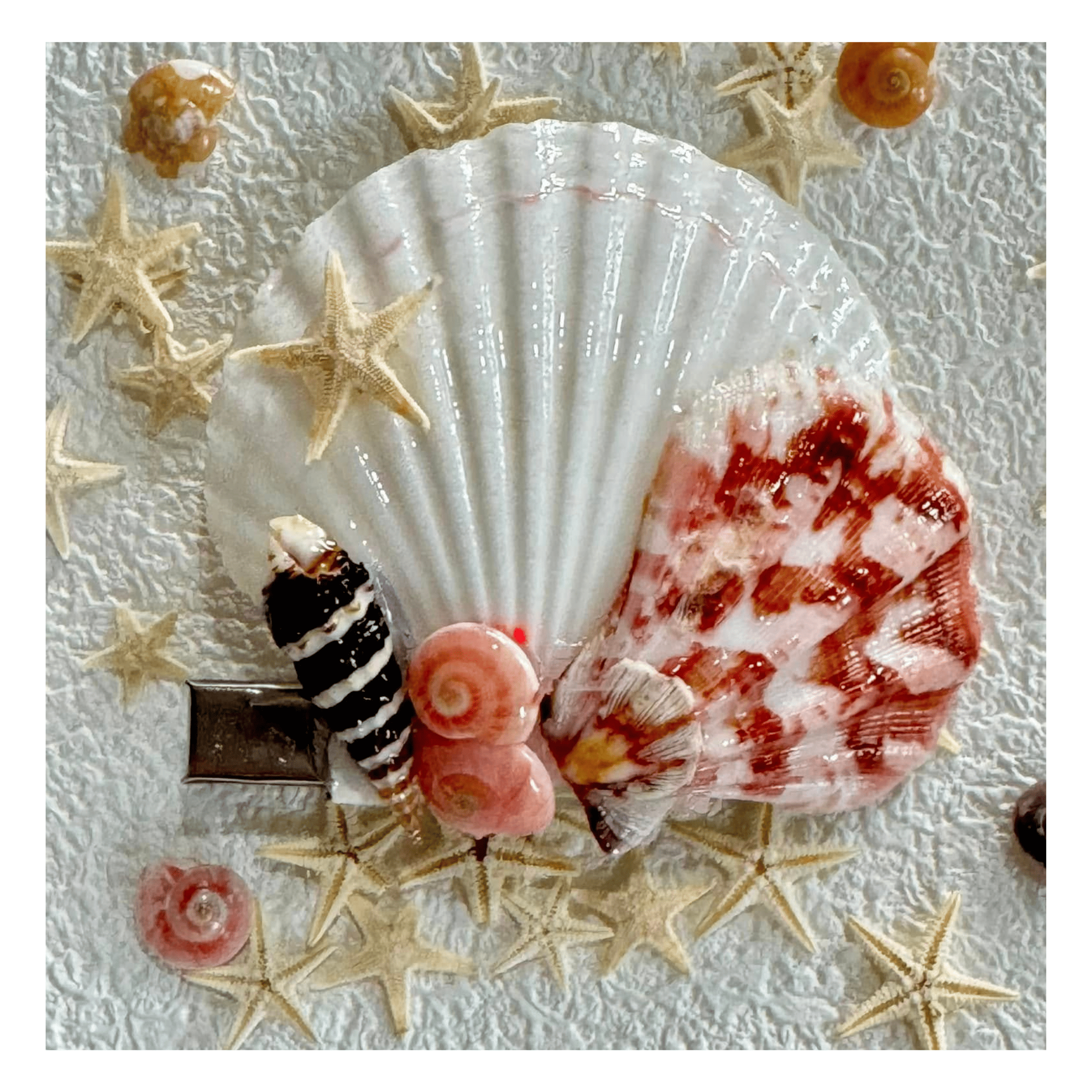 เปลือกหอยธรรมชาติ