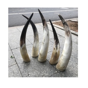 ของตกแต่งจากเขาควายพร้อมปลายเขา – เขาควายธรรมชาติรักษ์โลกสำหรับตกแต่งในราคาขายส่ง - Product Image 6