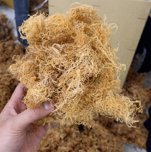 MOUSSE DE MER D'IRLANDE VÉGAN / MOUSSE DE MER DE QUALITÉ SUPÉRIEURE DU VIETNAM / Mme Alina - Product Image 1