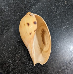 WHOLESALE NATURAL <b>ABALONE</b> SEASHELLS, LARGE BEACH <b>SHELLS</b> IN VARIOUS SIZES - Product Image 6