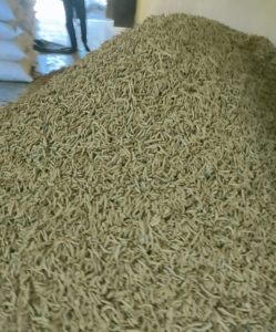 Bulbes de curcuma (qualité export) entiers, racines longues, séchés au soleil et polis, haute qualité, 100% naturels, teneur en curcumine de 2,6% et plus - Product Image 2