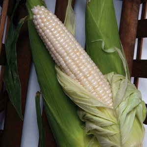 Maïs Blanc Trié pour Importateurs : Approvisionnement de Grains, Traitement Propre, Emballage Export et Fournisseur de Gros Fiable avec Support International - Product Image 5