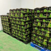 Sappige Vietnam Pitloze Citroenen Die Van Nature Worden Geteeld Voor Exportmarkten, Een Schone, Gladde Huid, Zoete En Pittige Smaak Verpakt Voor Verkoop