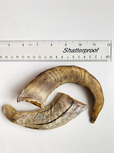 Cuernos Naturales de Carnero y Oveja de Alta Calidad de la India para Masticar para Perros, de OCEAN EXPORT a Precios Económicos - Product Image 4