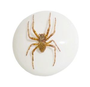 Ghost <b>Spider</b> Real Specimen <b>Plastic</b> Cabochon Round 38x38 mm White Flat Bottom for Crafts and Jewelry Making - Product Image 4