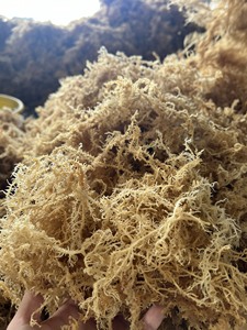 Alga Cottonii Seca de Alta Calidad, Materia Prima para la Extracción de Carragenano, Suministro al por Mayor - Product Image 3