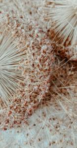 Poudre de Psyllium de Haute Pureté, Librement Coulante, Fine, Complément Alimentaire en Fibres, Utilisation Pharmaceutique et Alimentaire, Psyllium Naturel - Product Image 3