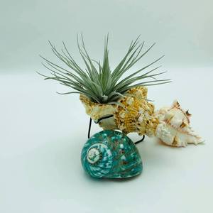 เปลือกหอยเกลียว เปลือกหอยทะเลขนาดใหญ่ เปลือกหอยหยกเทอร์โบ เปลือกหอยทาก เปลือกหอยสีขาว เปลือกหอยเทอร์โบสีขาวธรรมชาติ สำหรับตกแต่ง เปลือกหอยหยก เปลือกหอยเทอร์โบ - Product Image 3