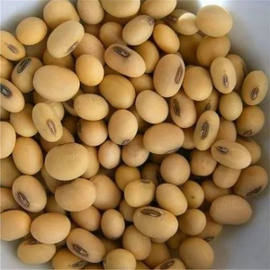 Soja de Primera Calidad al por Mayor para Fabricantes de Alimentos, Aceiteras y Compradores Internacionales - Product Image 3