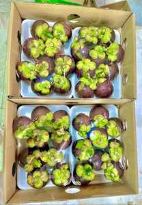 MANGOSTEEN FRESCO/MANGOSTEEN CONGELADO DE VIETNAM - Product Image 4