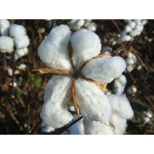 Fil de coton peigné 100% Ne 80/1, fil blanc brut compacté pour le tricot et le tissage - Product Image 2