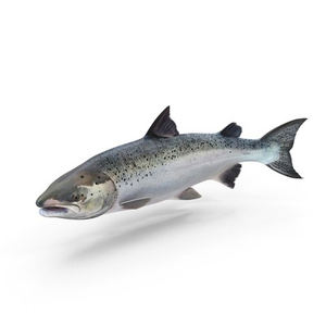 Salmón del Pacífico Congelado en Venta - Product Image 6