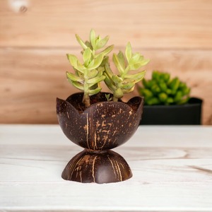 Macetas de cáscara de coco hechas a mano para decoración del jardín, al precio más bajo, macetas naturales para orquídeas y cactus. - Product Image 2