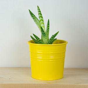 Macetero Metálico Amarillo Brillante, Perfecto para Jardines, Espacios Públicos y Decoración Exterior, Hecho a Mano en India - Product Image 1