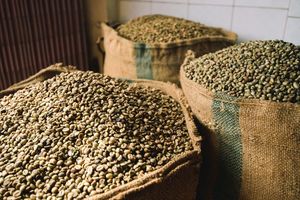 เมล็ดกาแฟอาราบิก้าออร์แกนิคดิบจากเวียดนาม เกรด IIGLOBAL FARM ความบริสุทธิ์สูง สำหรับขายส่งราคาโรงงาน - Product Image 3