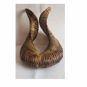 Shofar de Cuerno de Oveja de Alta Calidad, Material Orgánico Ecológico, Forma Natural, Par Personalizable, Exportación Mundial, India FAIZA CRAFT - Product Image 1