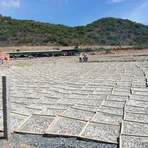 Natural Seafood Product Dried Anchovies with Authentic Taste, Suitable for Various Cooking Styles and Food Recipes - Product Image 3