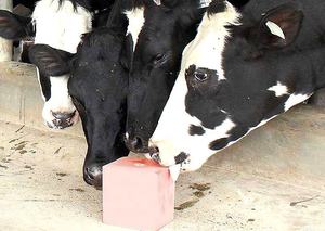 Lámpara de bloque de sal rosa del Himalaya Natural de alta calidad tallada Feng Shui regalo de Navidad inspirado caballo ganado animales de aire marino - Product Image 4