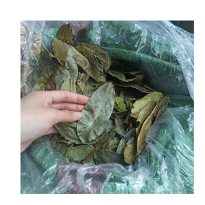Best Selling Dried Soursop Leaves for Herbal <b>Tea</b> Bulk Organic Graviola Leaves Export Supplier Vietnam Premium Quality - Product Image 2