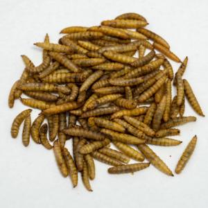 100% Tự Nhiên Cao Cấp Ánh Sáng Nâu 1 Kg Bột Cá Protein Cao Thức Ăn Động Vật Cho Cá Ngựa Khô Mealworm Đen Người Lính Bay - Product Image 6