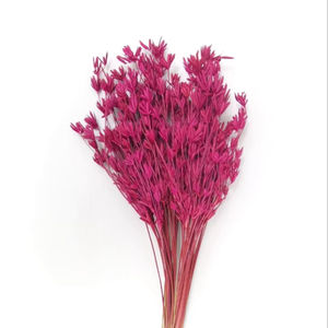 Flores Secas Naturales de Cosmos para Decoración y Arreglos Florales - Product Image 1