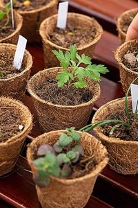 Pots à fleurs en fibre de coco de qualité supérieure fabriqués au Vietnam, pots à plantes écologiques biodégradables, fournisseur en gros - Product Image 5