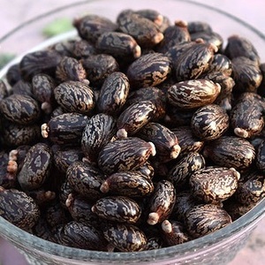 Semillas de Ricino Tradicionales - Product Image 1