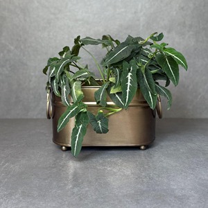 Macetas Multiusos de Hierro con Acabado de Recubrimiento en Polvo, Macetas Decorativas Ecológicas para Flores, Hierbas y Suculentas - Product Image 1