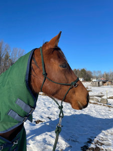 Licol en corde pour cheval avec anneaux en laiton, tressé à 4 nœuds, service OEM ODM bienvenu, produit d'exportation en gros - Product Image 3