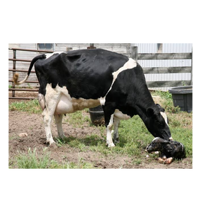 Proveedor Mayorista de Vacas Holstein Premamás de Primera Calidad para Granjas Lecheras, Criadores, Importadores, Exportadores y Comerciantes - Product Image 5