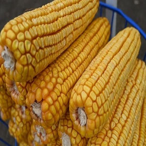 Maíz Amarillo Seco Orgánico de Primera Calidad, Producto Agrícola de Alta Demanda para Exportación, Disponible en Suministro a Granel Consistente - Product Image 4