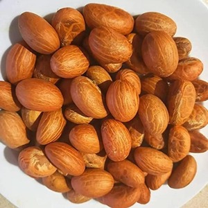 Graines de Kola Amère Naturelles Séchées de Qualité Supérieure pour Usage Herbal – Produit Frais de Qualité à Prix de Gros Compétitif - Product Image 3