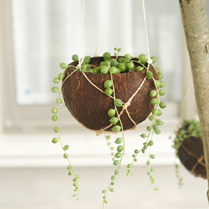 Mini macetas para plantas, las más vendidas, ecológicas, de cáscara de coco. - Product Image 2