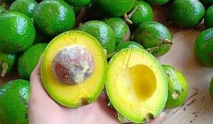 Mitades de Aguacate Congeladas, Exportación de Vietnam, Suministro a Granel Estándar - Product Image 2