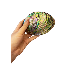 Vietnam Natural <b>Abalone</b> <b>Shell</b> for Inlay Crafts Jewelry Accessories Decorative Art Home Decor Projects and Gift Packaging - Product Image 1