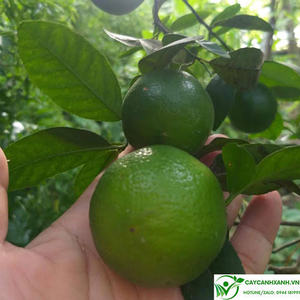 Limones Frescos Sin Semillas al Mejor Precio, 4.5-6CM, Paquete de 10kg, Grado 5, Vida Útil de 5 Meses, Certificación HACCP e ISO, Origen Vietnam/Hazel - Product Image 3