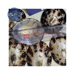 [MEJOR VENTA] |   Suministro de Material de Conchas de Limpet Azules Trituradas |   Para Arte en Resina, Decoración de Terrazo, Vietnam - Product Image 1