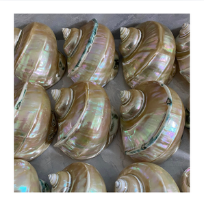 เปลือกหอยธรรมชาติขัดเงา ตกแต่งบ้าน ธีมธรรมชาติ งานฝีมือ - Product Image 1