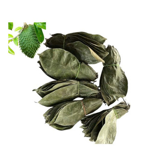 Oferta Especial: Hojas de Graviola Secas Premium, Naturales, a Granel, para Exportación, Envasado al Vacío, Marca Privada, Hechas en Vietnam, Hojas Seleccionadas - Product Image 2