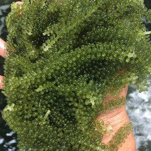 Sea Grape Fresh Green Seaweed Natural Caulerpa Lentillifera For Salad Sushi And Seafood Dish Vietnam Origin Export - Product Image 1