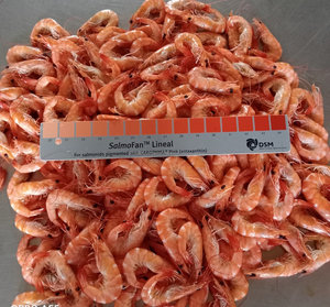 Tôm Vannamei nguyên con nấu chín đông lạnh chất lượng cao, giá tốt nhất tại Việt Nam - Product Image 5