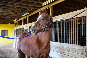 Leather Horse <b>Halter</b> Classic Smooth Browband Western Headstall Bridle - Product Image 6